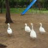 Group of ducks @ TTDC resort near Chennai