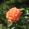 Beautiful Rose - Chikmagalur