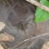 Funnel Spider out of web in Bhadra Wildlife Sanctuary