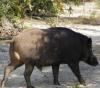Wild Pig roaming at Koundinya Sanctuary