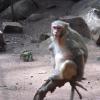 That is a Nice Pose by this Monkey at Horsley Hills, Chittoor