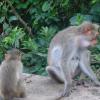 Monkey View at Courtallam