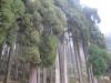Pine Trees at Darjeeling