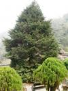 X Mas Tree in Rock Garden - Darjeeling
