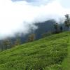 Tea Garden - Darjeeling