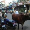 Cows and bikes go side by side in Delhi