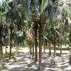 Palms at Old Fort in Delhi