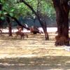 Deer at Delhi Zoo