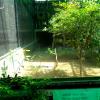 African Grey Parrot in Delhi Zoo