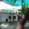 A Hornbill at Delhi Zoo