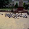 People Feeding Pigeons at Town Hall, Delhi