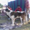 The Saint Bernard Dog at Gurgaon Dog Show