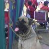 The Bull Mastiff Dog in Delhi