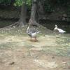 Birds in Delhi Zoo