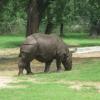 Rhino in Delhi Zoo