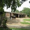 Rhino in Delhi Zoo
