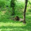 King of Jungle in Delhi Zoo