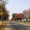 View of colorful trees besides the road in  Ram Mohon Avenue, Durgapur