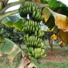 Bunch of Banana Hanging From a Tree, Bardhaman