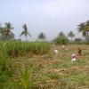 Sugarcane Harvesting in Ekanampet Village, Kanchipuram