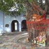 Sacred Banyan Tree at Gangol Teerth, Meerut