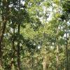 Sal Forest in Bhalki Machan