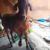 A Goat at Handatupa in Jharsuguda