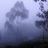 Beutiful Mist in Vagamon Hills, Kerala