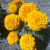 Marigold Flowers in a Park of Jorhat