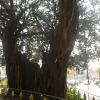 Banyan Tree on middle of the road in Kesavadasapuram