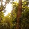 Golden Forest at Kallar in Thiruvananthapuram