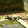 Crocodile rehabilatation centre Neyyar Dam