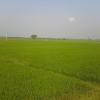 Farm field, Kacherimitta, Kavali