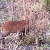 Deer in Kaziranga National Park, Assam