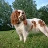 A king charles spaniel in kaziranga