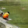Vllage Woman Washing Uttensil in Pond