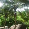 Man Climbing Coconut Tree in Kerala near Kochi
