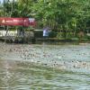 Domestic Ducks in Kerala