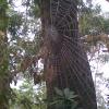 Spider net on tree at Kodai Hills