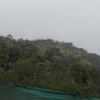 Cloudy Green Forest near Kodaikanal
