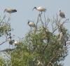 Cranes at Coringa Wildlife