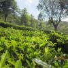 Tea Garden at Kotagiri, Nilgiris, Tamilnadu
