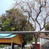 Bale Fruit's Tree at Temple Premises in Kotdwara