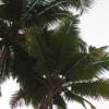 View of Coconut tree - Kumarakom in Kerala