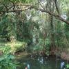 Back Waters at Kumarakom bird sanctuary