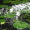 Lotus in Pond - Khandala in Maharashtra