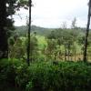 Green Valley in Coorg