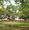 Pillalamari Banyan Tree
