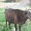 Black Cow is giving special pose for Photograph, Mangadu