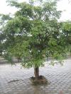 Tree planted in the railway station - Melmaruvathur